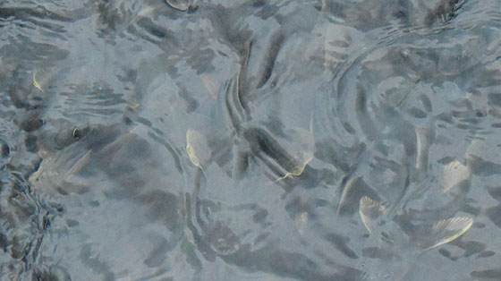 釣魚