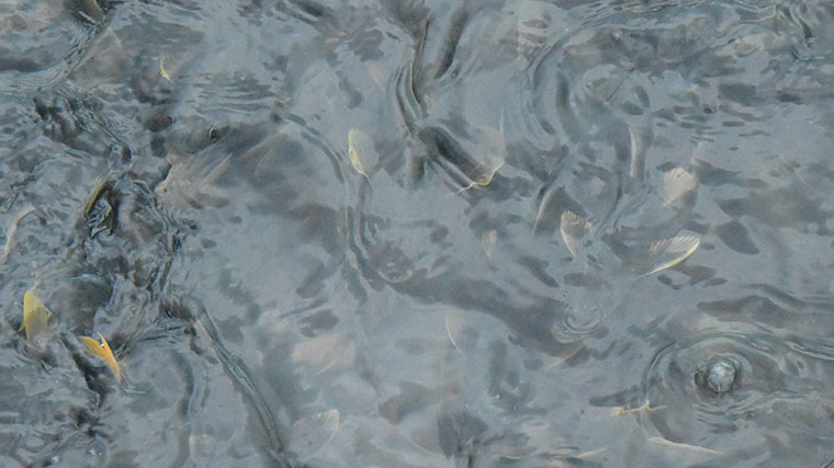 釣魚