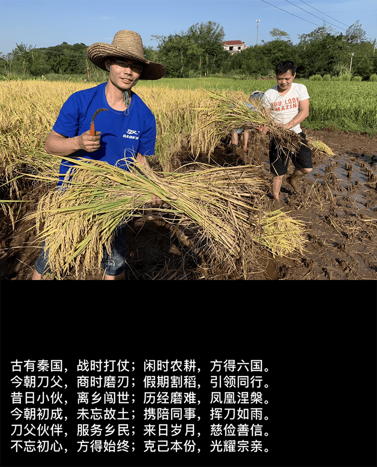 國慶放假期間，刀父助力割稻谷大豐收